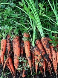 Open Pollinated Vegetable Seeds